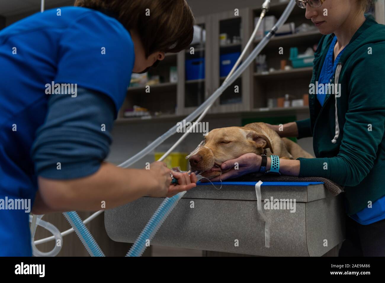 Vet technician and vet assistant prepare a six month old yellow lab for