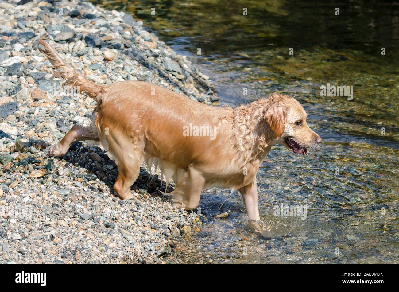 honey color golden retriever that swims, runs and plays in in a little ...