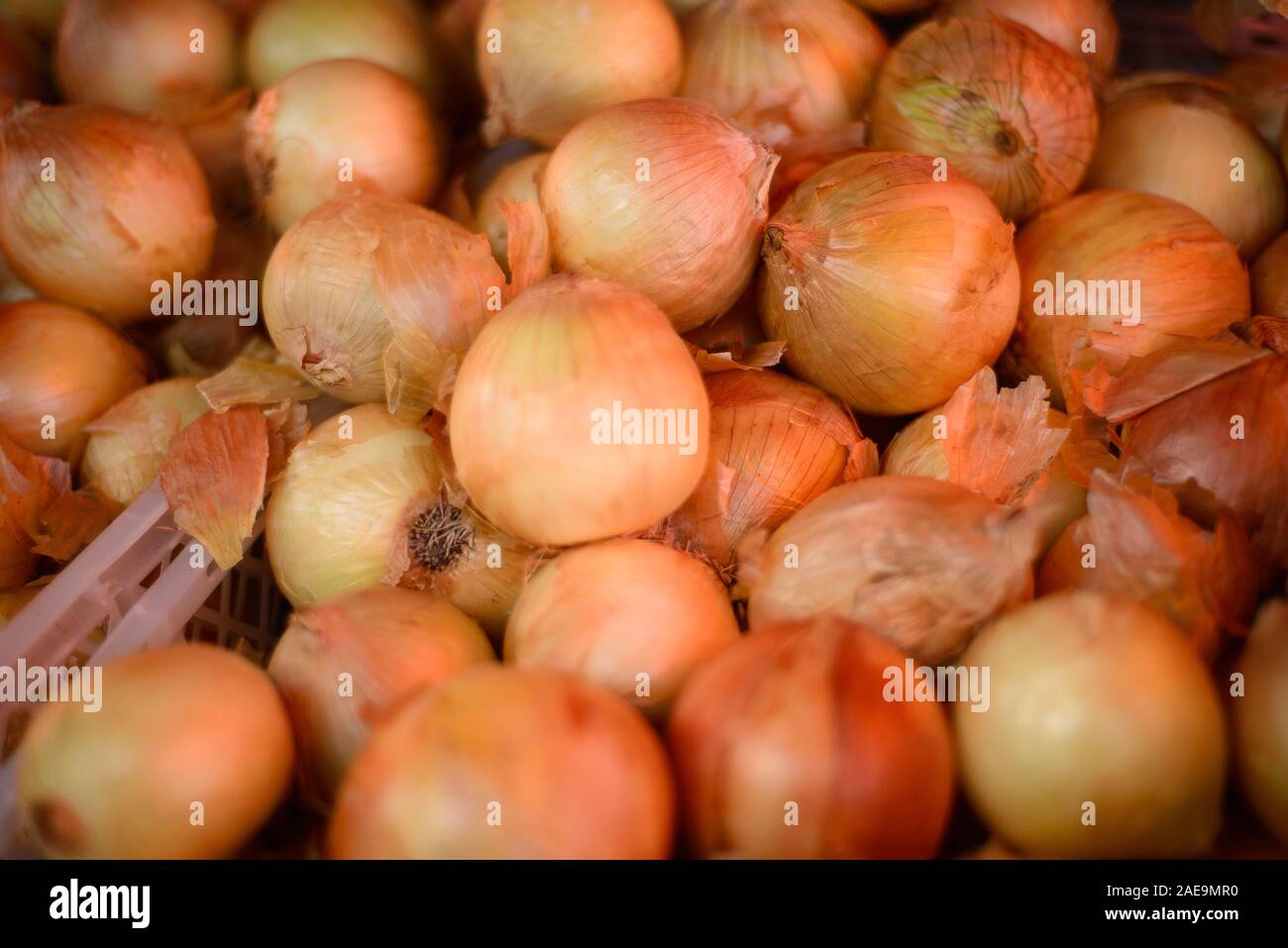 Farmers harvesting onions hi-res stock photography and images - Alamy
