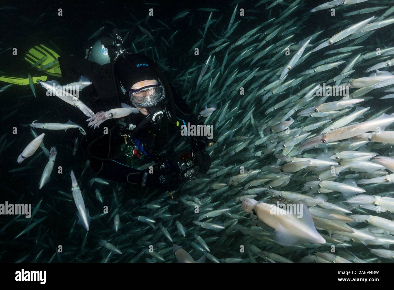 A scuba diver watches a wall of market squid (Doryteuthis opalescens) during a mating aggregation off Redondo Beach, California. Stock Photo