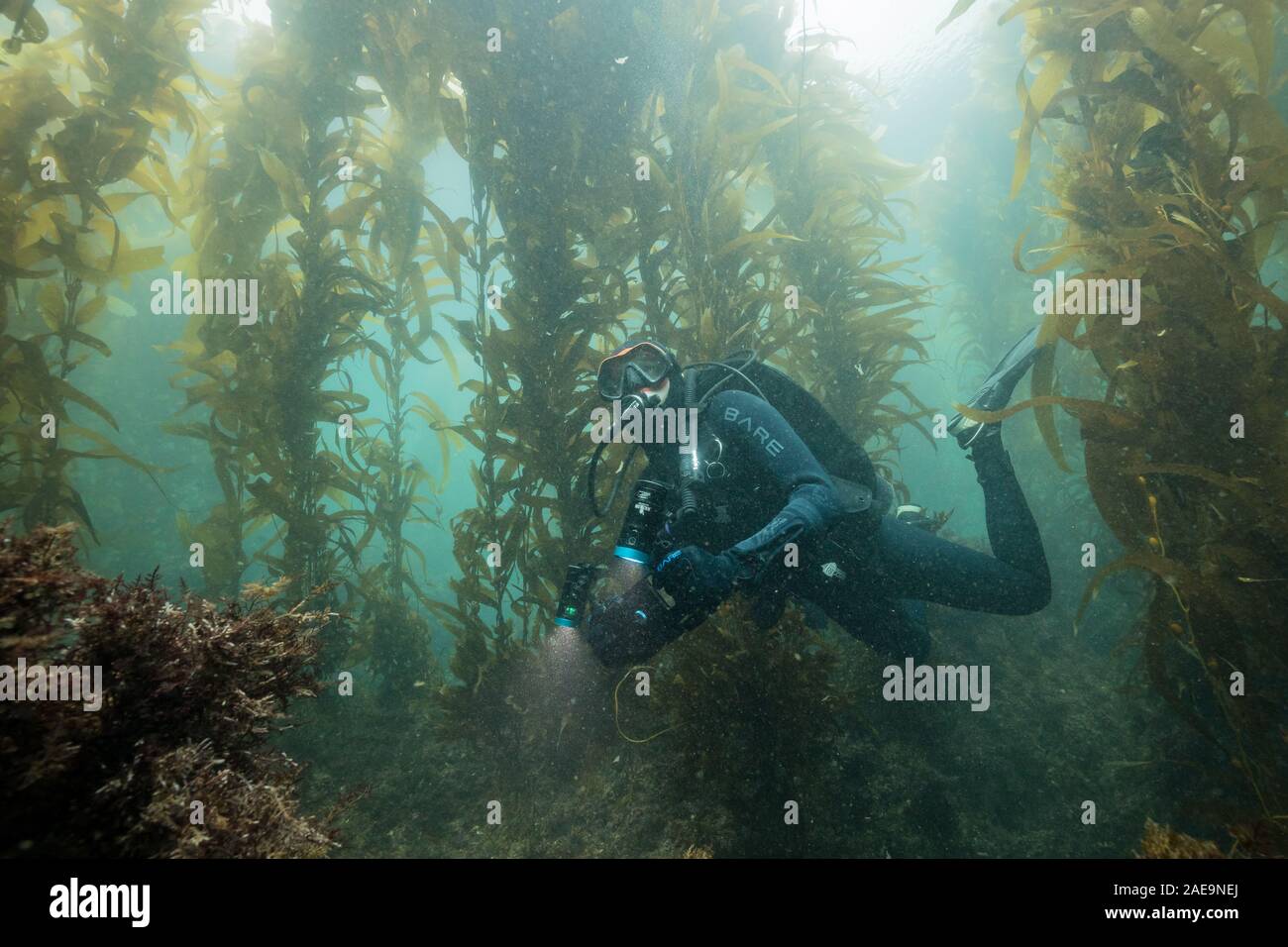 An underwater photographer pauses while shooting video in a California kelp forest. Stock Photo