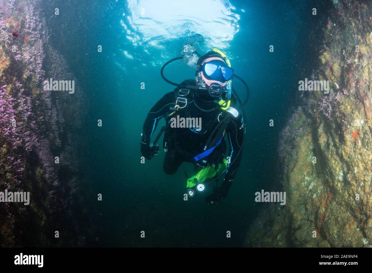 A scuba diver swims through a deep channel between two walls of rock in Mendocino County, California. Stock Photo