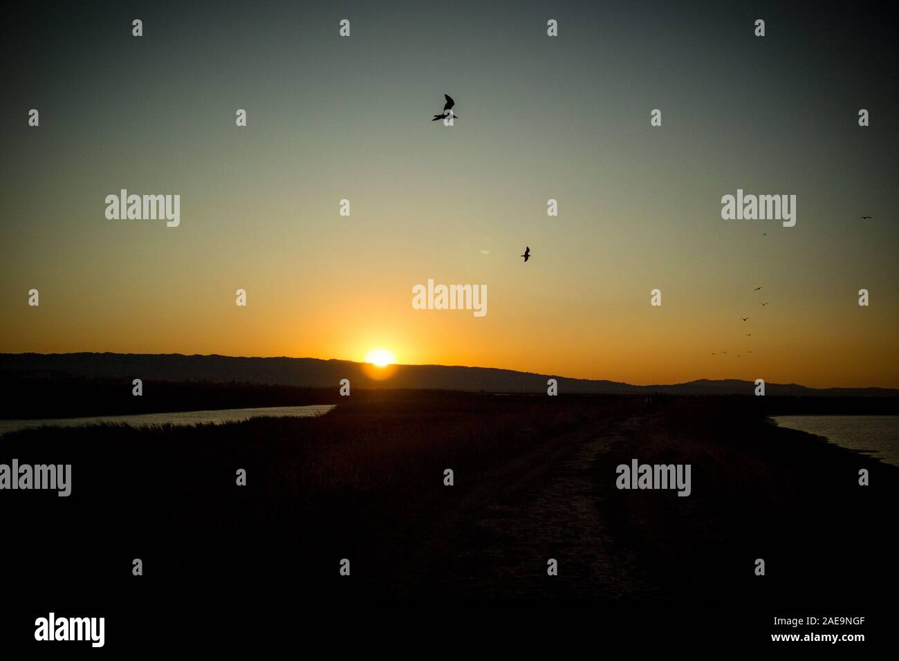 Silhouette of birds at dusk flying over salt flats on San Fransisco bay, as sun sets behind mountain Stock Photo