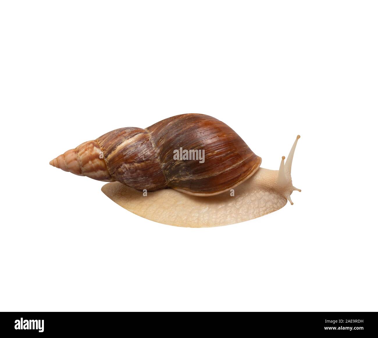 Giant African snail Achatina isolated on white background. Tropical snail Achatina fulica with shell. Achatina snail closeup. Macro, side view. Stock Photo