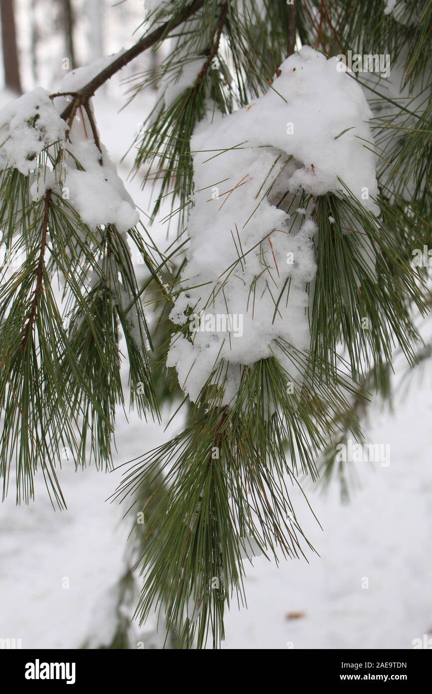 Pine branches covered in snow hi-res stock photography and images - Alamy