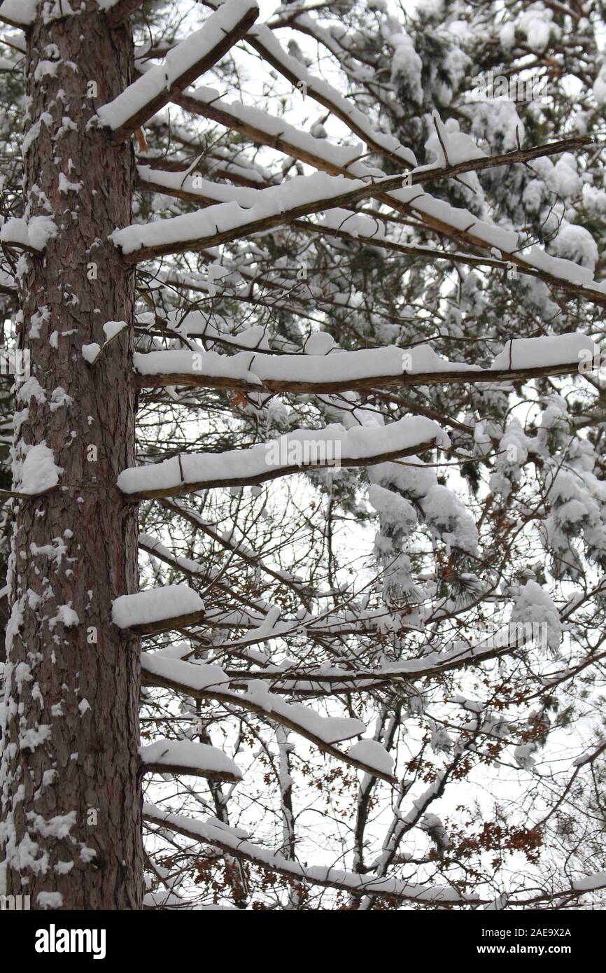 pine trees in the snow Stock Photo - Alamy