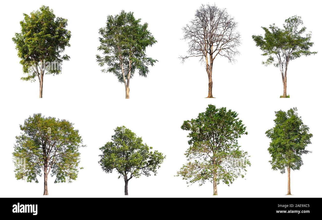 collection tree isolated on white background Stock Photo - Alamy