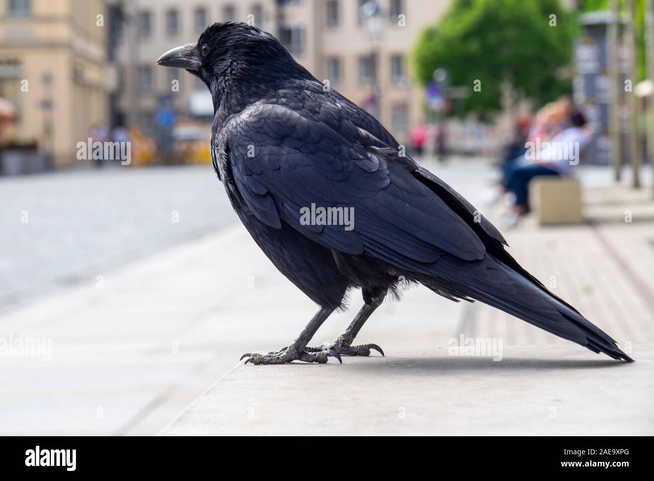 Black common Raven raven Corvus corax in Dresden Saxony Germany. Stock Photo