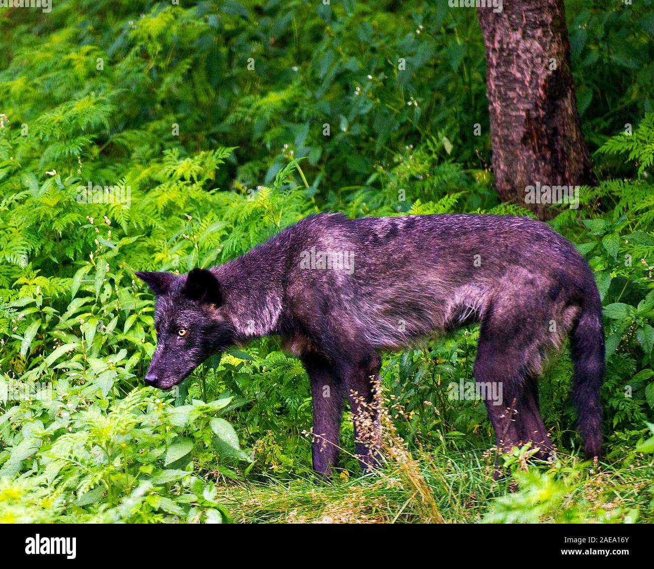 Wolf animal close-up profile view in the forest displaying black silver fur coat, head, eyes, ears, muzzle, paws, tail  in its environment and surroun Stock Photo