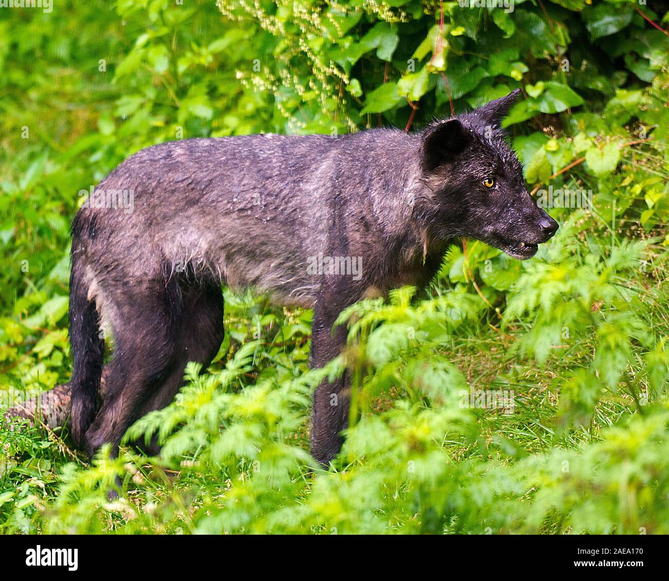 Wolf animal close-up profile view with a wet fur coat after a rainfall in the forest displaying black silver fur coat, head, eyes, ears, muzzle, paws, Stock Photo