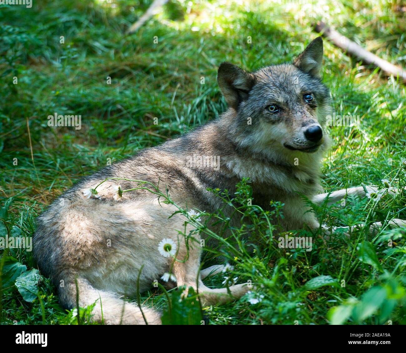 Wolf fur shop coat with head