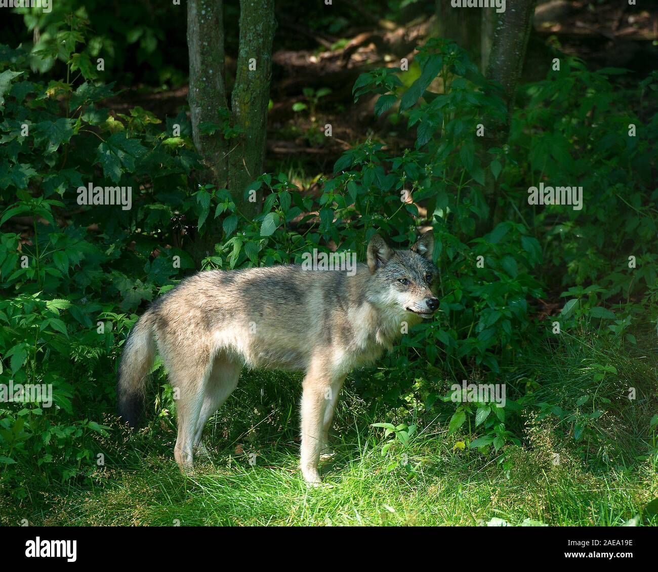 Wolf gray wolf animal close up profile view hi-res stock photography ...