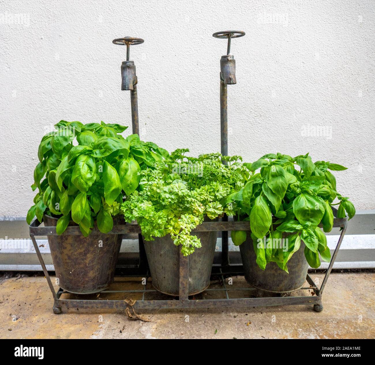 Three metal buckets with basil and parsley plants growing in them. Stock Photo