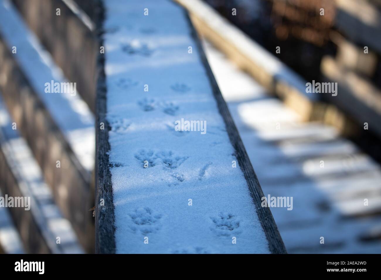 The top of a wooden railing is coated in a layer of snow from a recent snowfall, which now features the footprints of a squirrel. The tracks move down Stock Photo