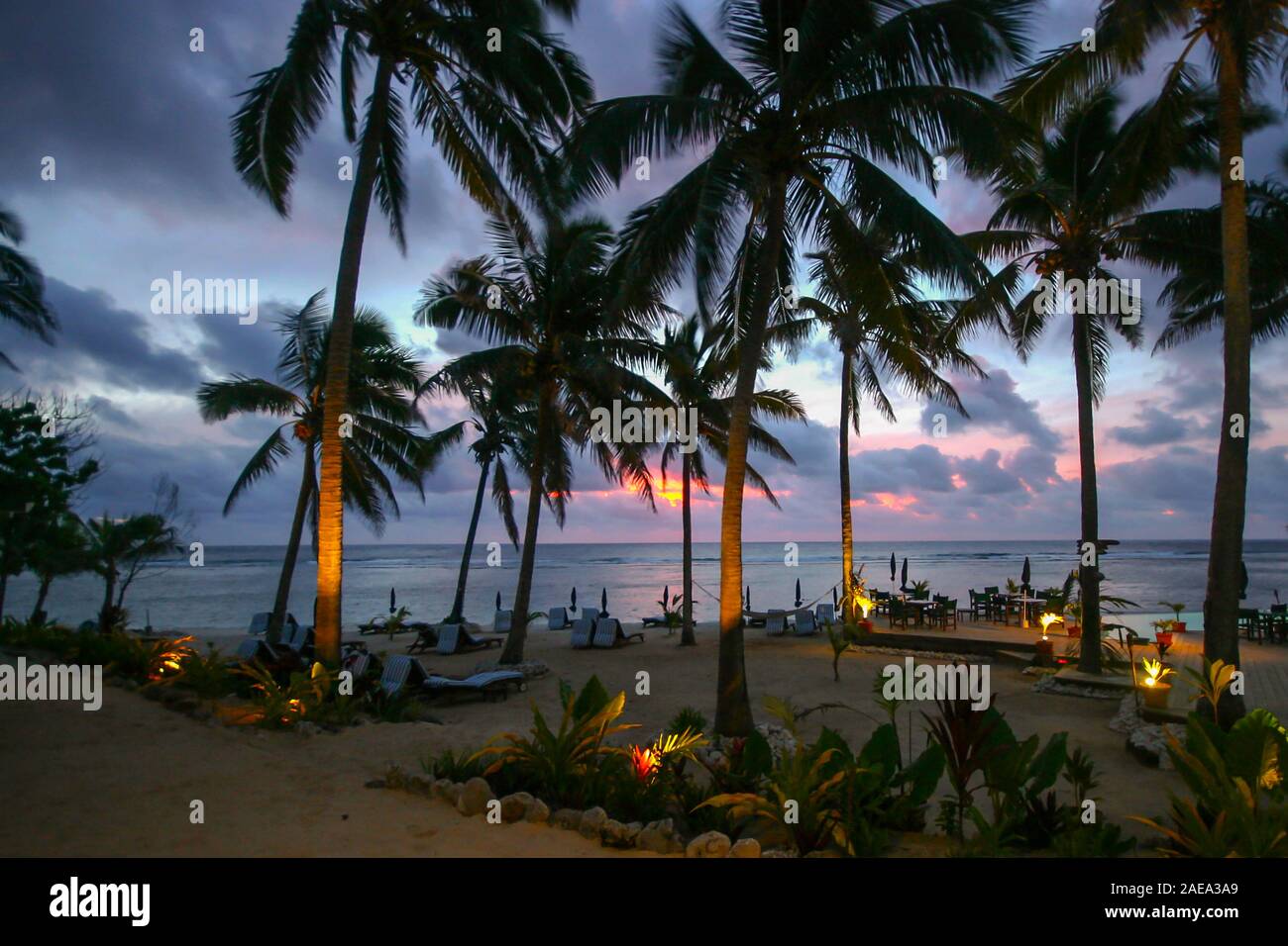 group of floodlit coconut palm trees growing in the sand beside the beach at twighlight Stock Photo