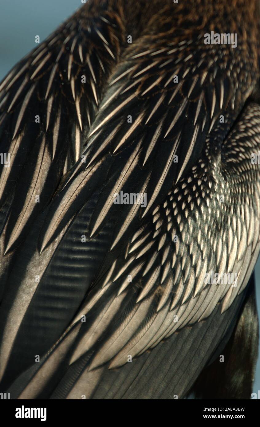 Close-up of the plumage of a Darter bird (Anhinga melanogaster), Western Australia. Darters are also known as Snake birds. Stock Photo