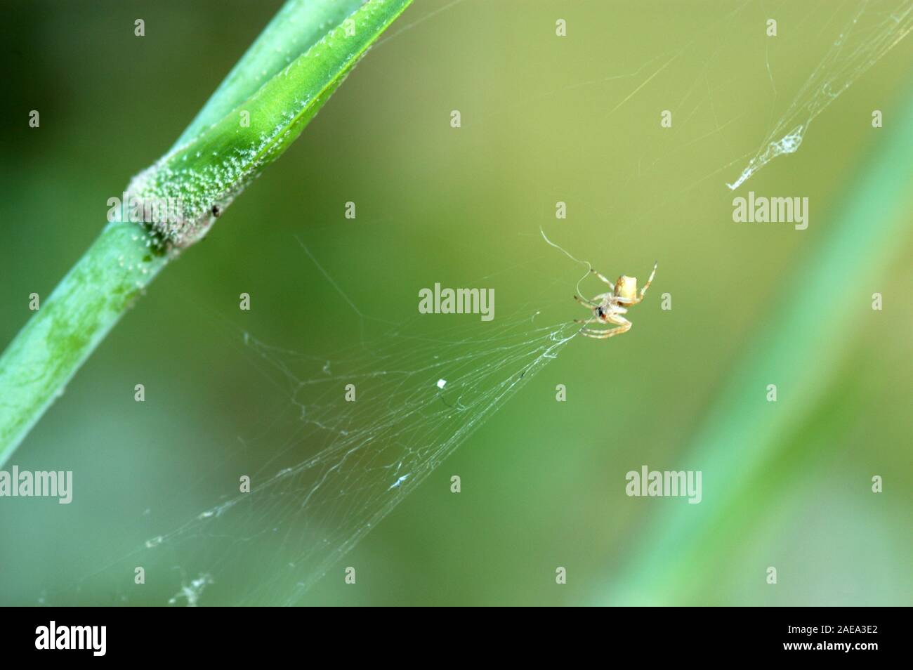 Australian Garden Orb Weaver Spider Stock Photos Australian
