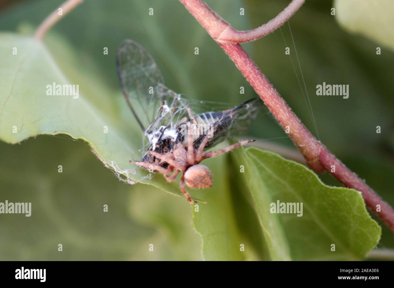 Australian Garden Orb Weaver Spider Stock Photos Australian