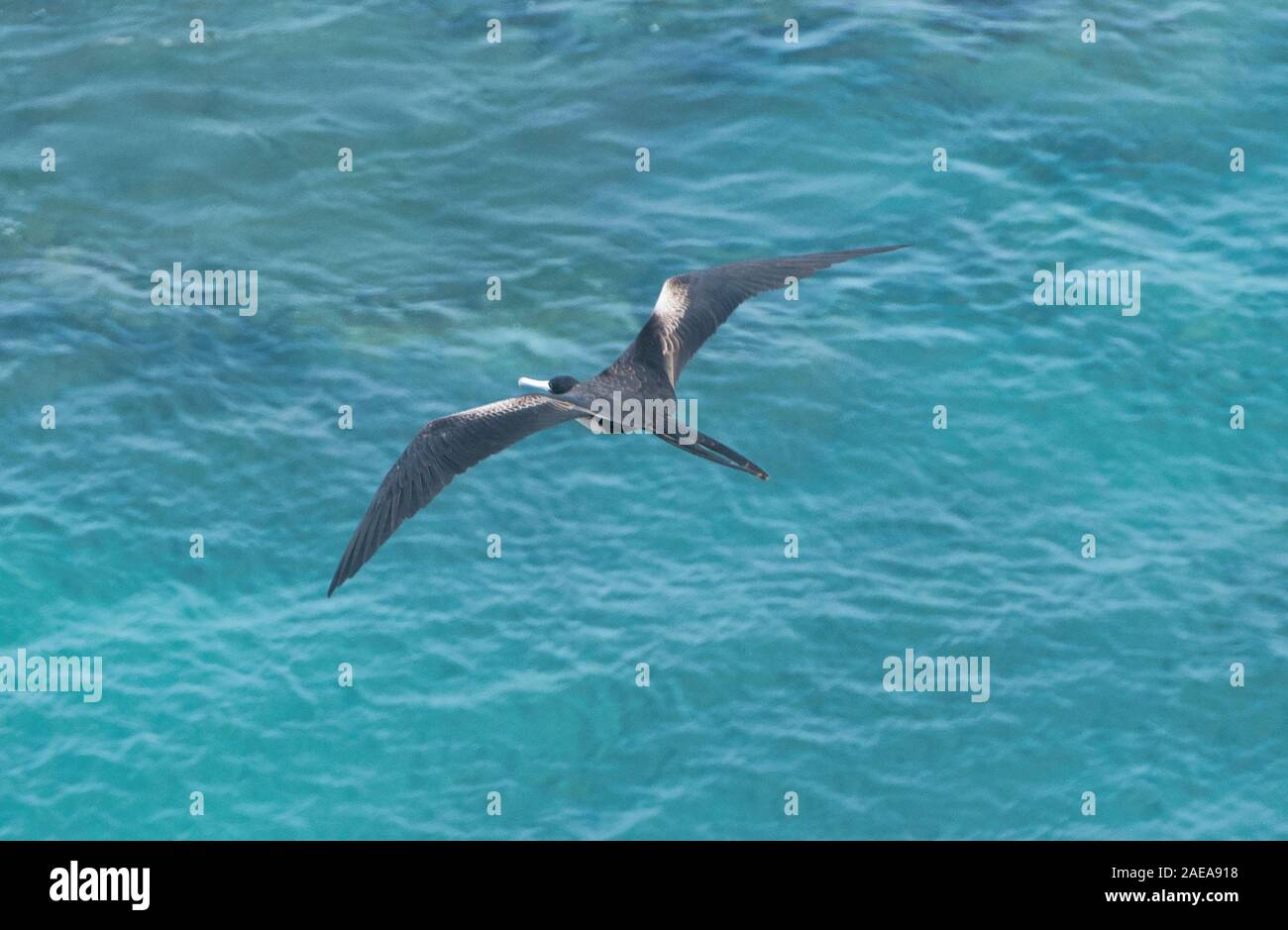 Magnificent frigatebird (Fregata magnificens) flying, Isla San Cristobal, Galapagos Islands, Ecuador Stock Photo