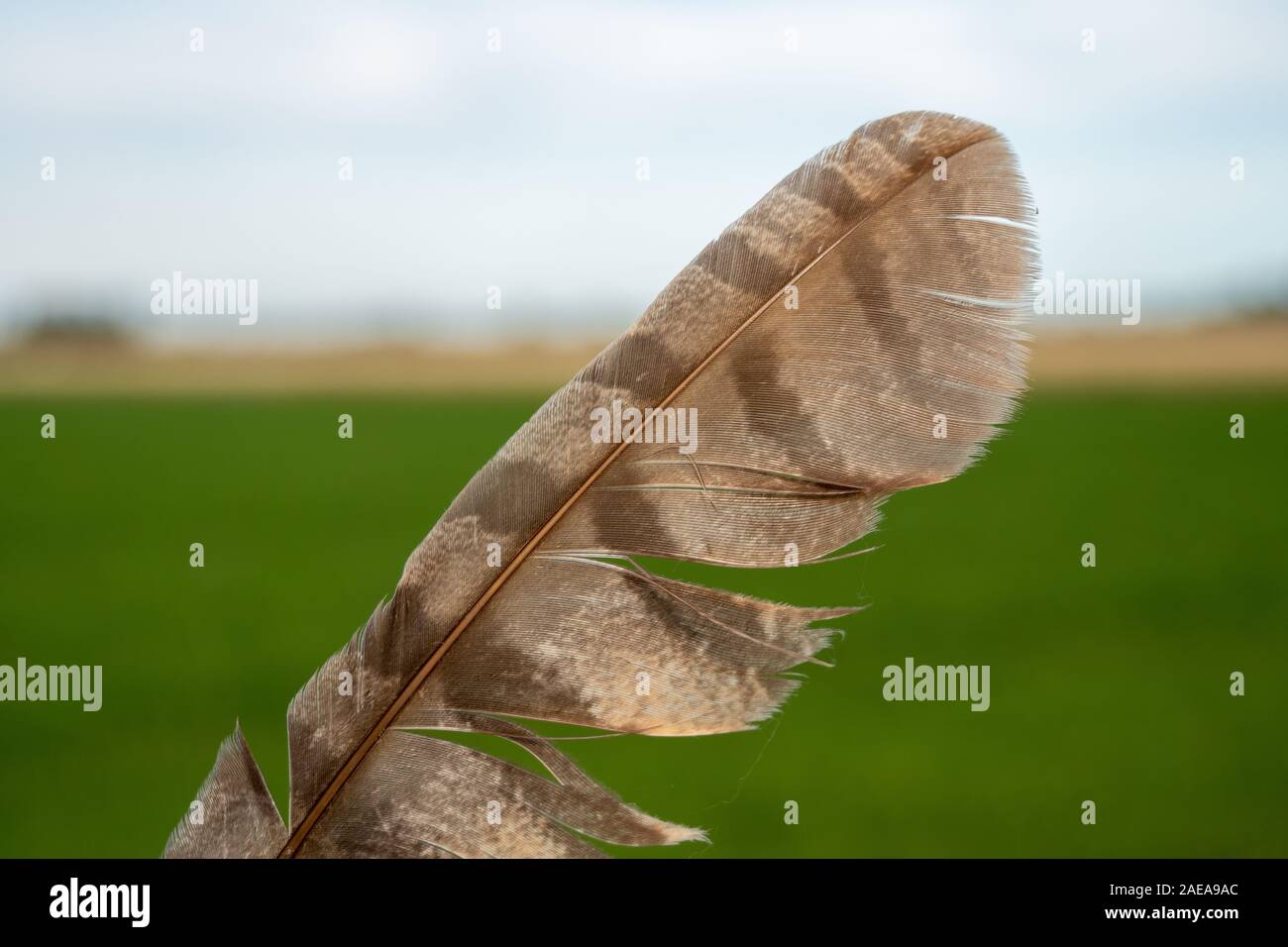 Striped brown orange bird feather with damage Stock Photo