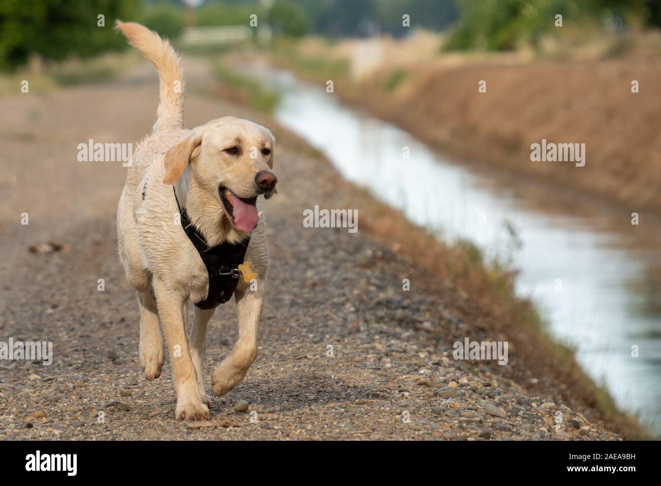 Trotting on gravel hires stock photography and images Alamy