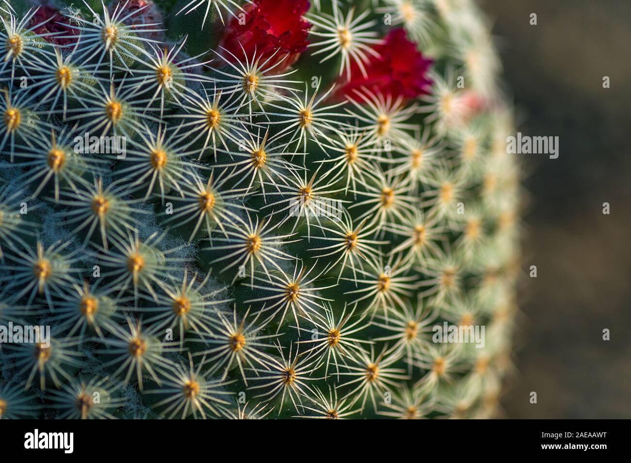 closeup of Cactus plant in park Stock Photo
