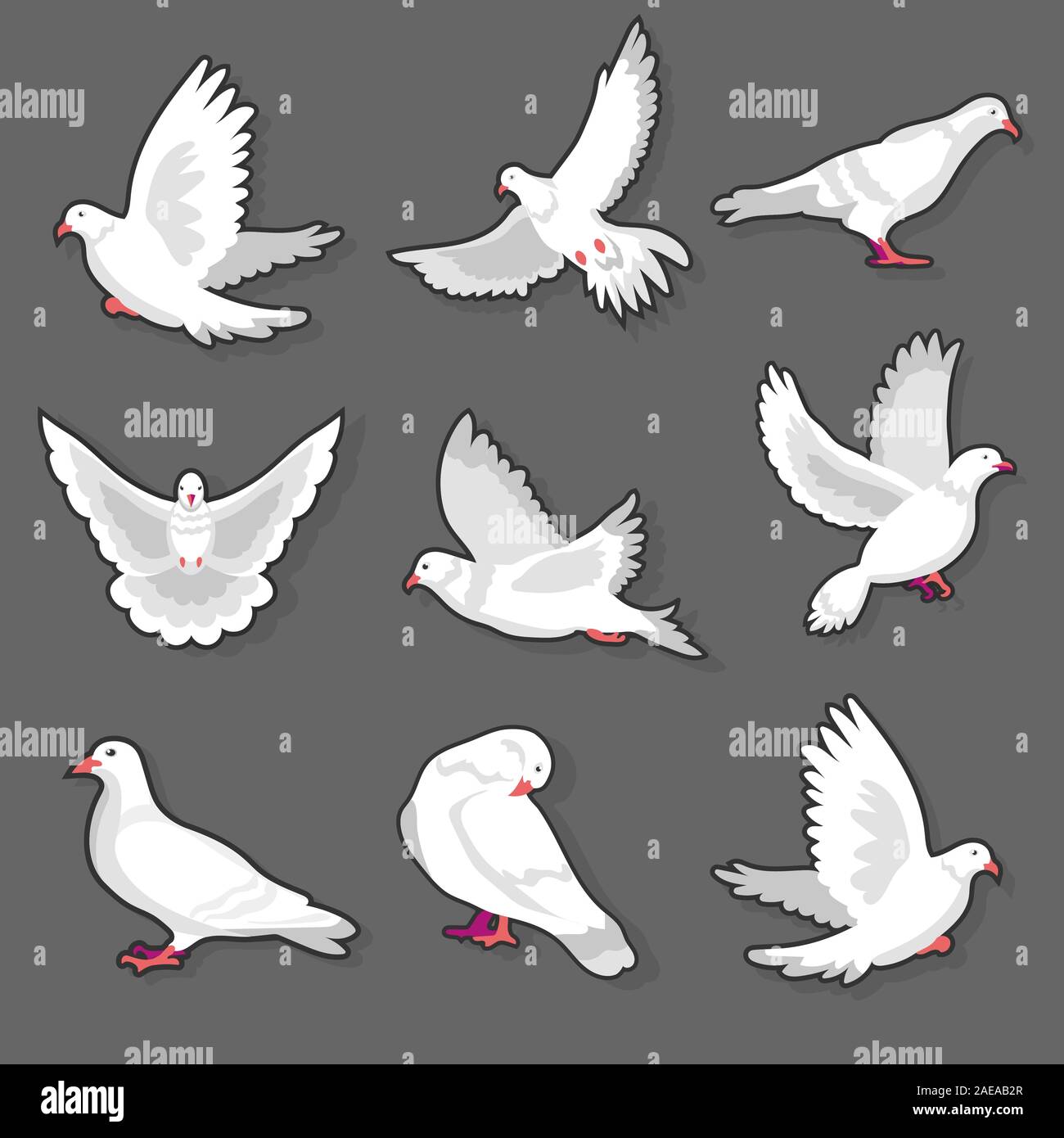 White Pigeon And Dove