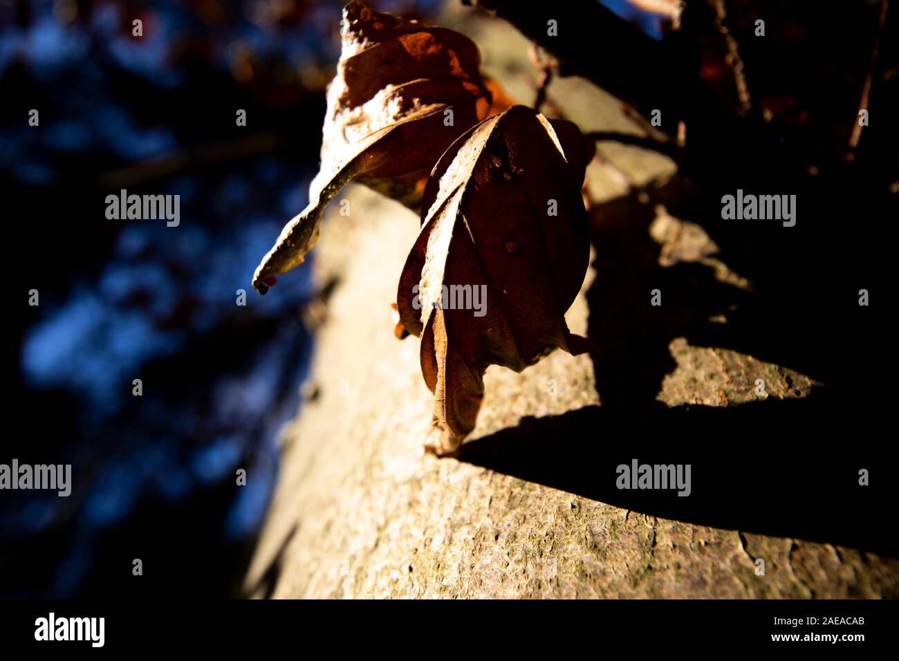 Brown autumn leaves on tree in forest with shallow depth of field Stock Photo