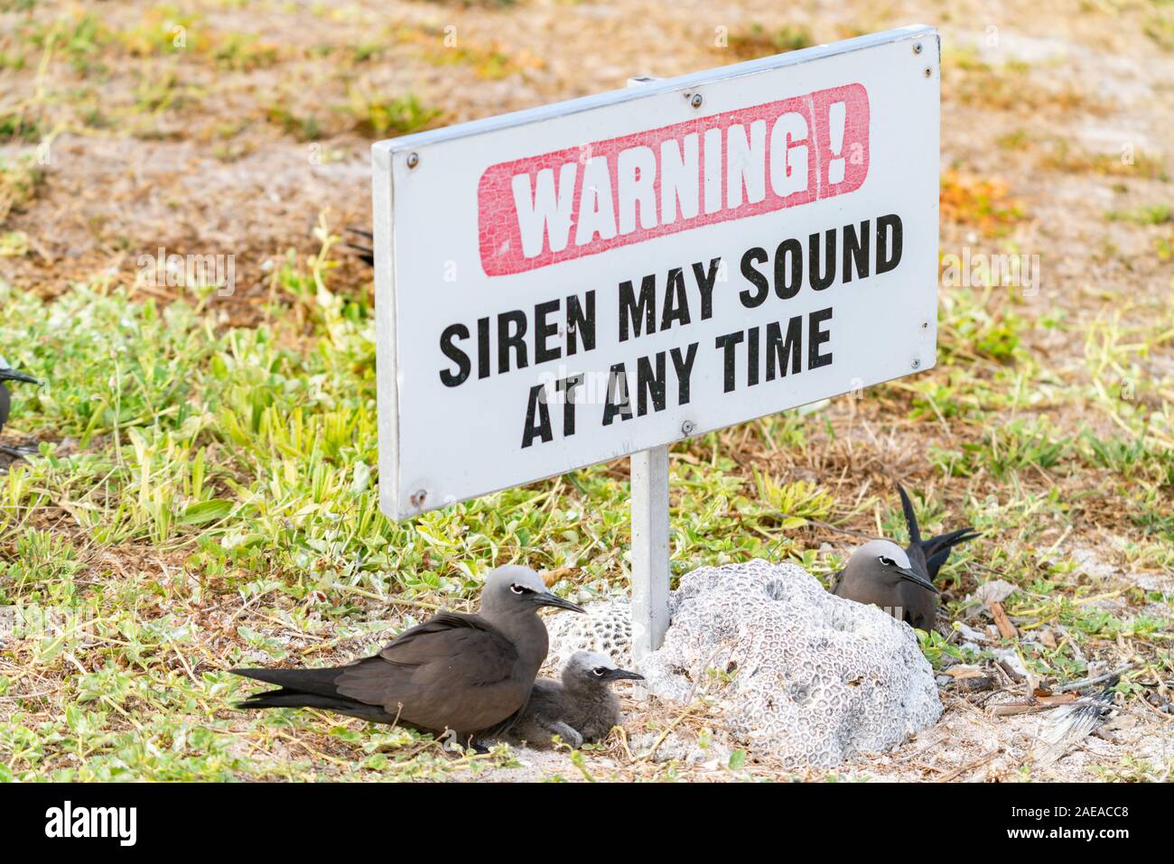 Nesting birds warning sign hires stock photography and images Alamy