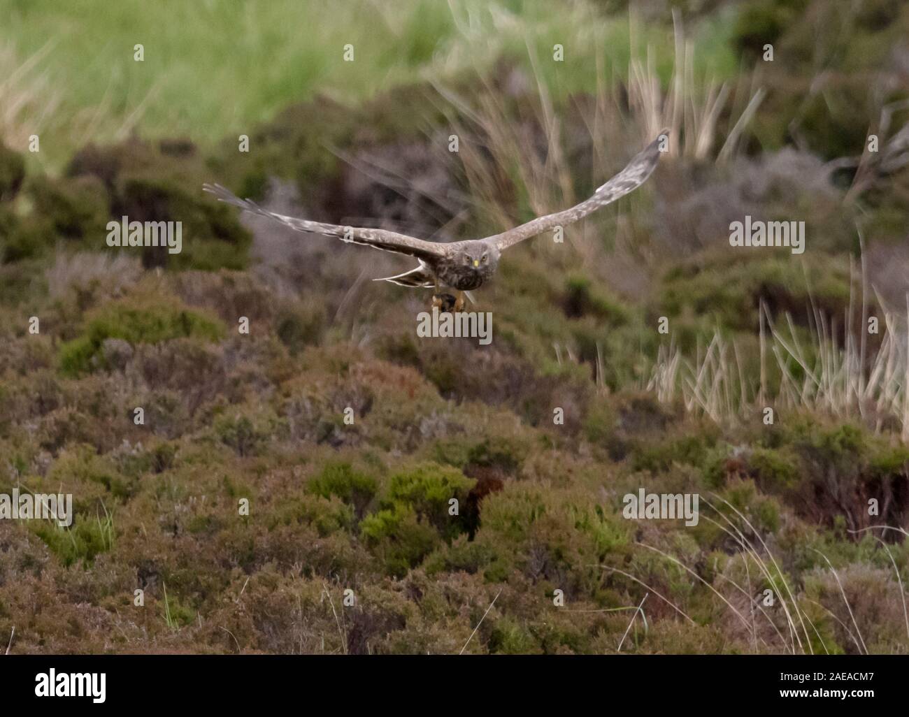 Female hen harrier in flight hi-res stock photography and images - Alamy