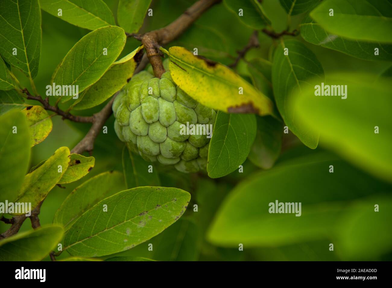 Custard apples or Sugar apples or Annona squamosa Linn. growing on a