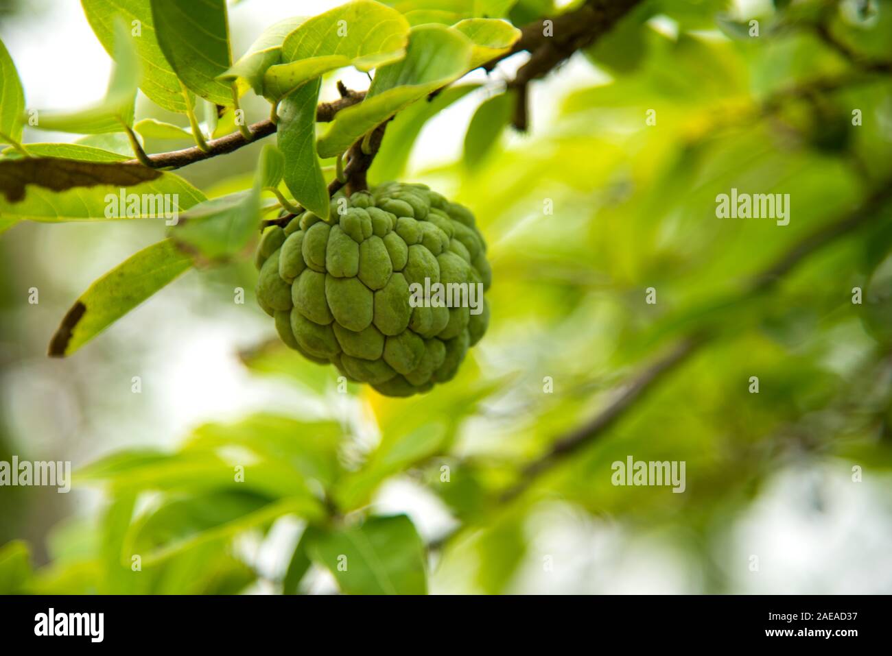 Custard apples or Sugar apples or Annona squamosa Linn. growing on a
