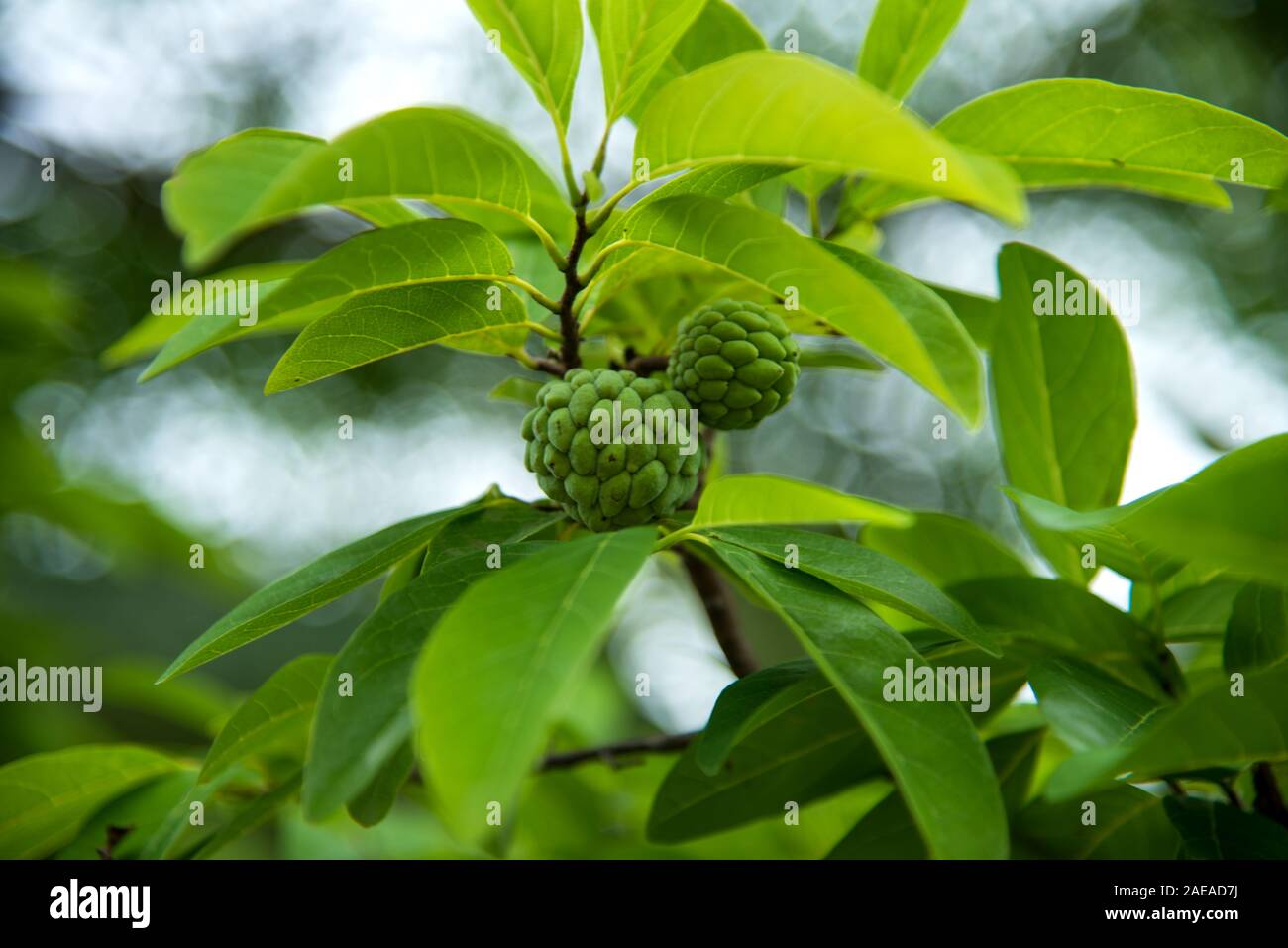 Custard apples or Sugar apples or Annona squamosa Linn. growing on a