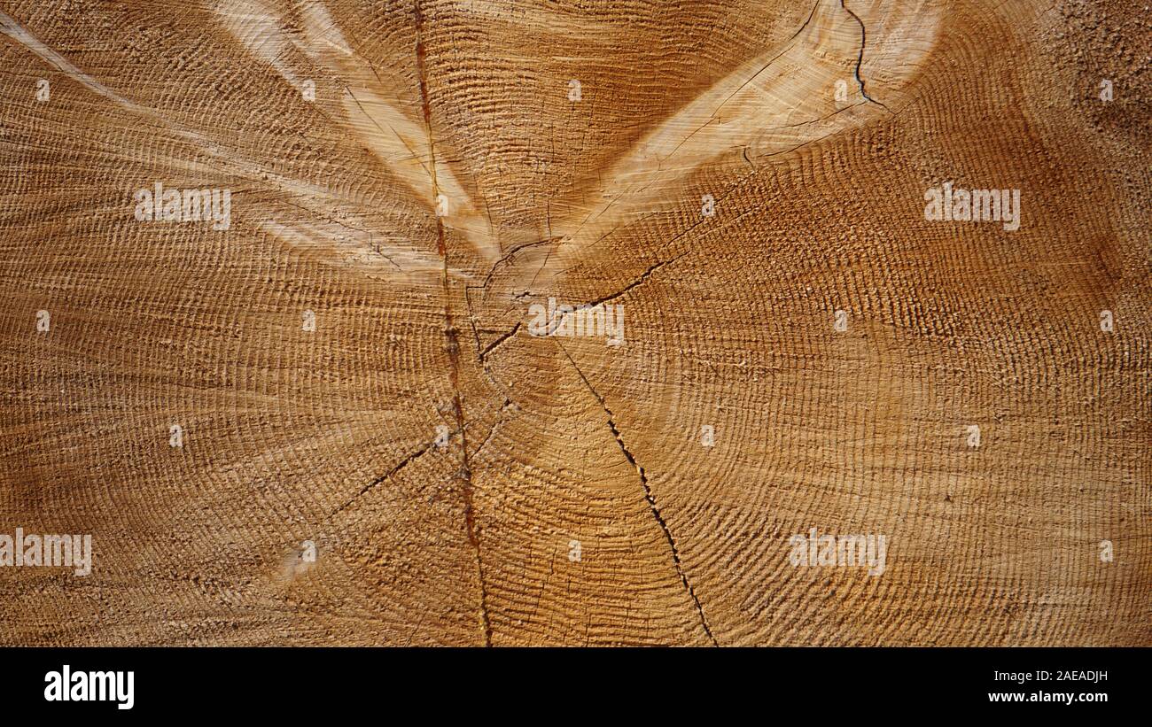 Pseudotsuga menziesii or coast Douglas fir cut log with tree rings and wood cracks. A conifer in the pine family, Pinaceae. Stanislaus National Forest Stock Photo