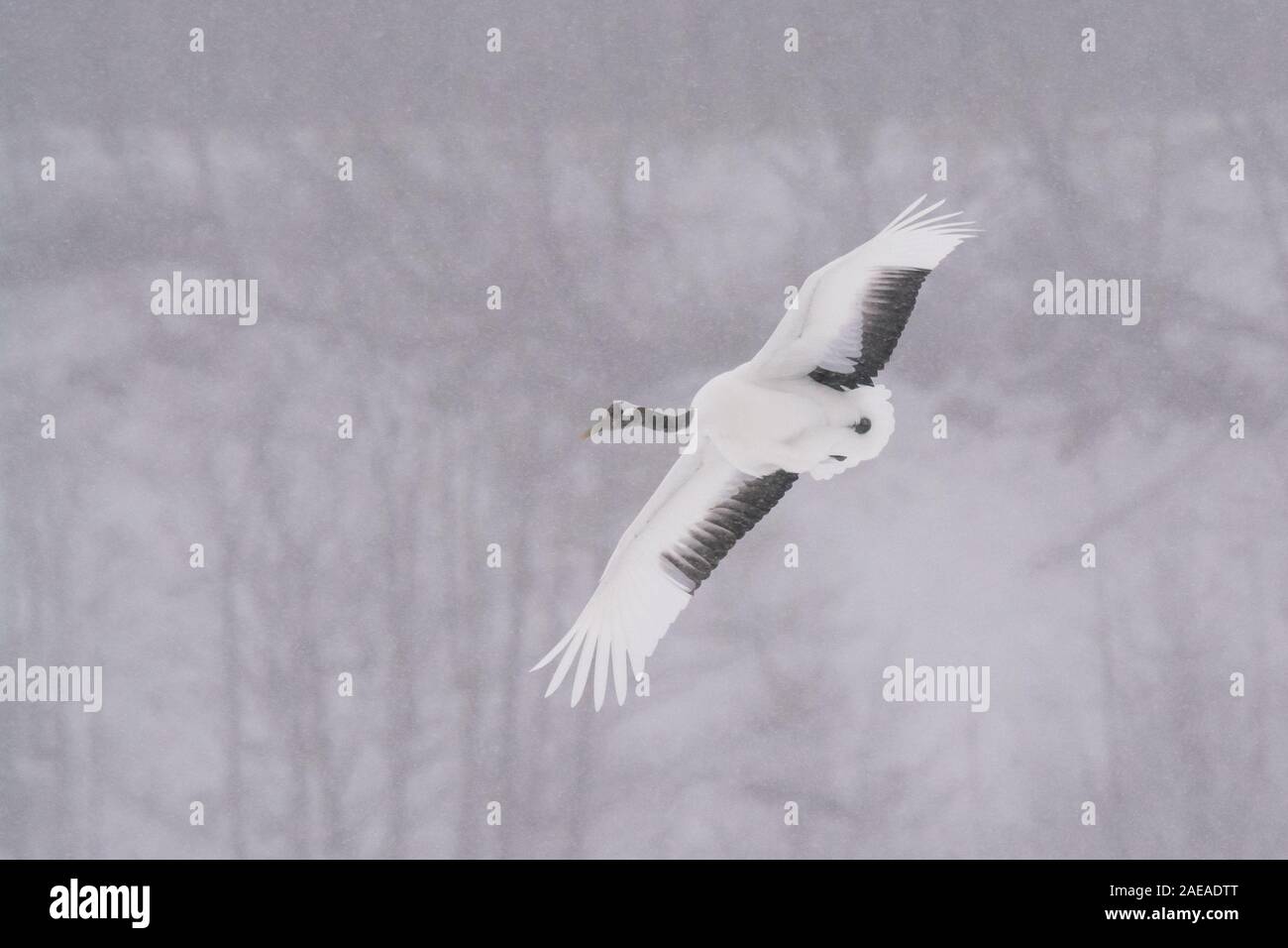 Red Crowned Crane at Kushiro Hokkaido Japan Stock Photo