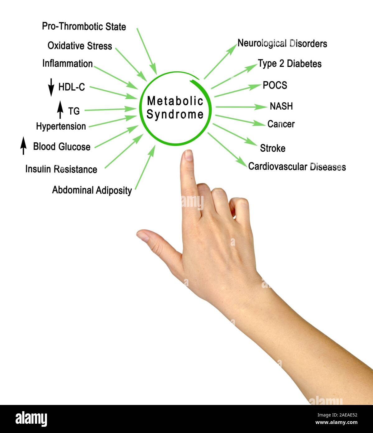 Metabolic Syndrome Stock Photo