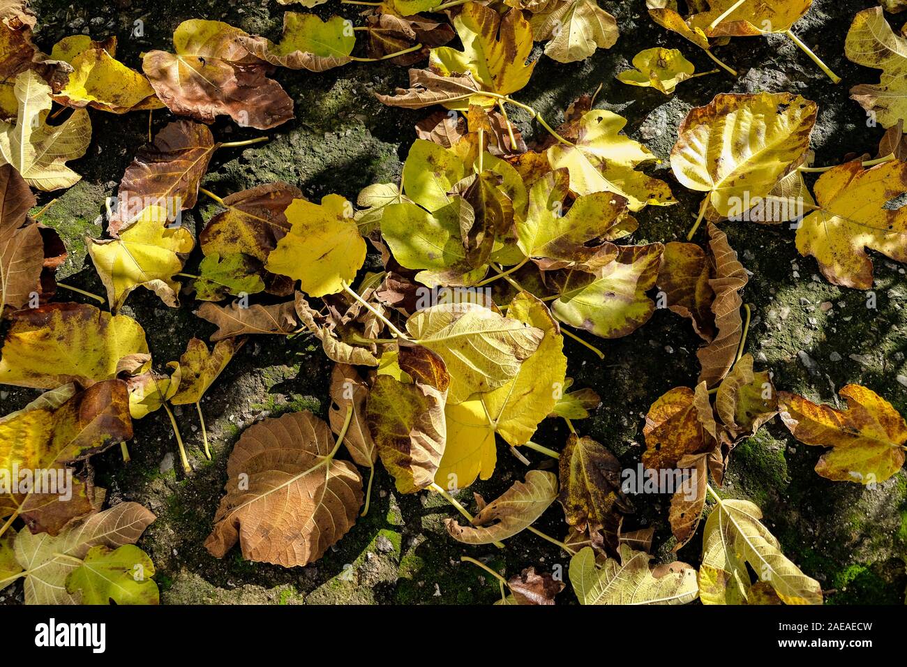Dry colored autumn season leaves on rough ground composition pattern texture  Stock Photo