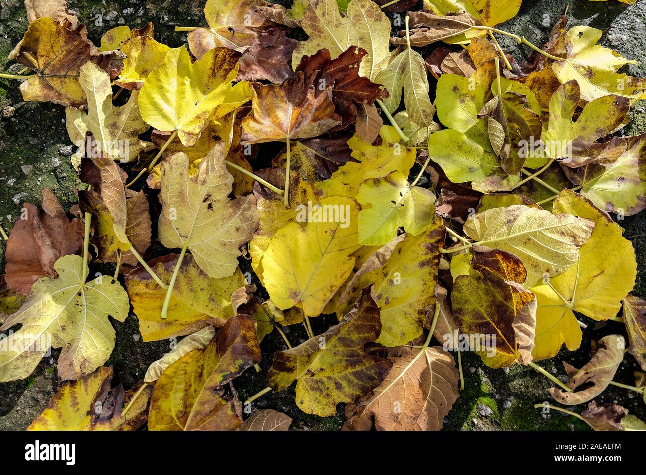 Multicolored autumn season leaves on rough ground composition pattern texture  Stock Photo
