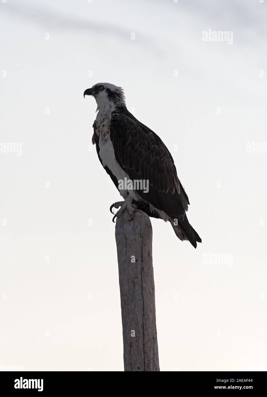 Osprey on a wooden post on the beach of Tulum Mexico Stock Photo