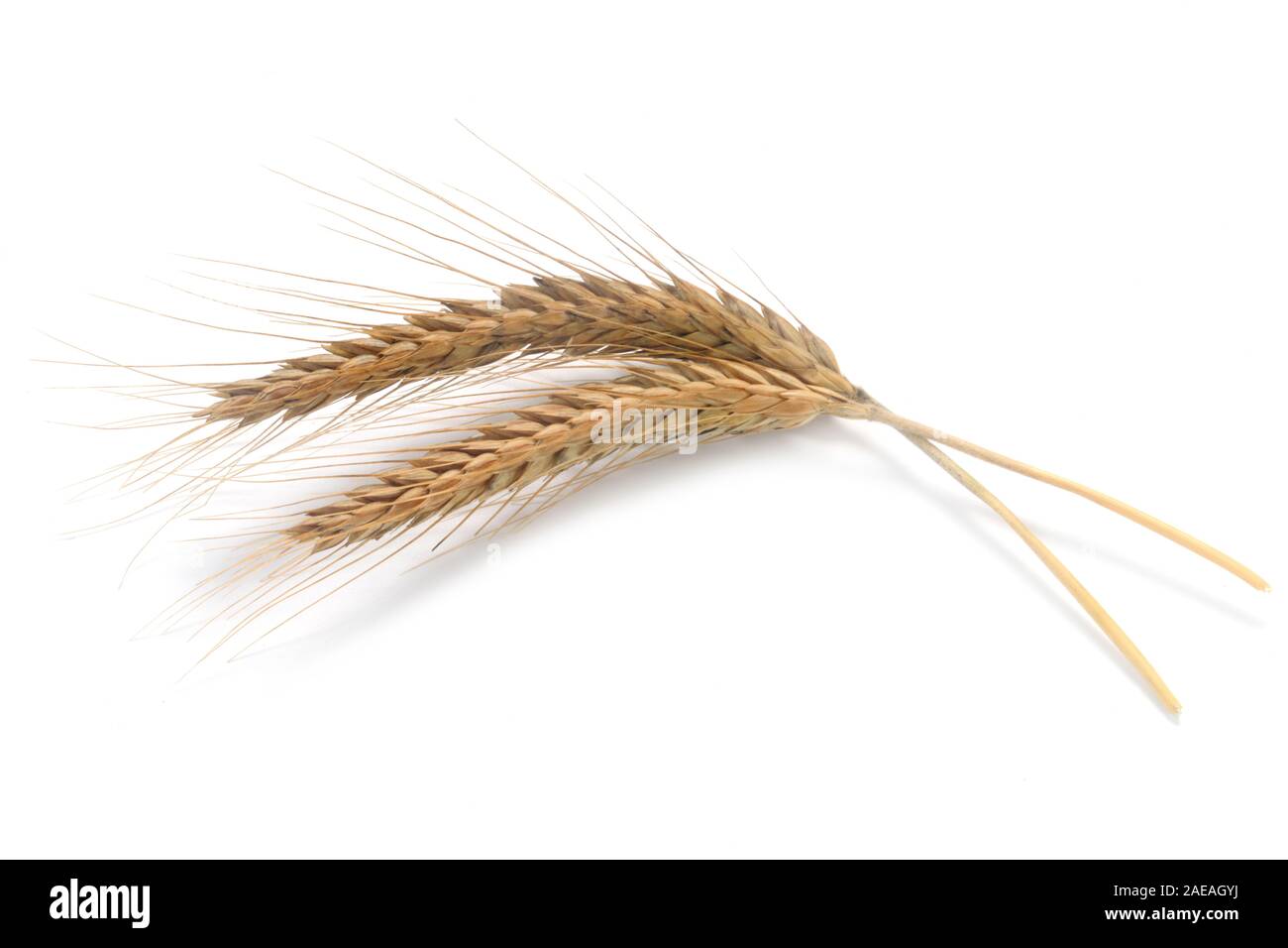 Two Ears Of Rye Isolated On White Stock Photo