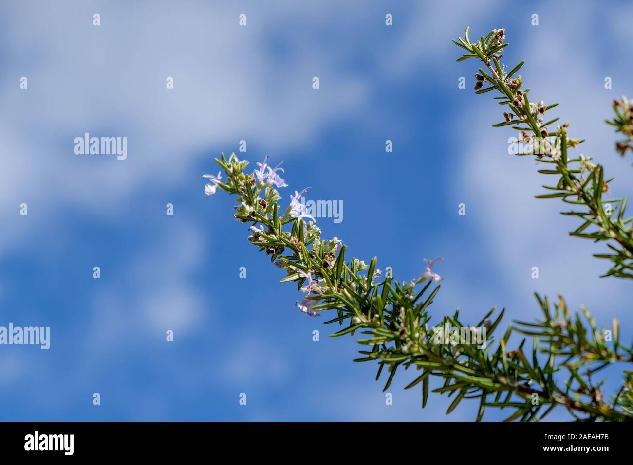 Wild rosemary isolated flower blossom on blue sky background,natural ingredient Stock Photo