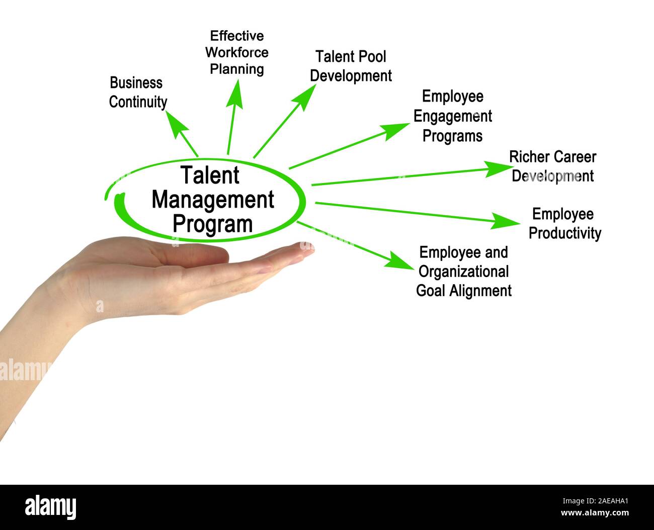 Components of Talent Management Program Stock Photo Alamy