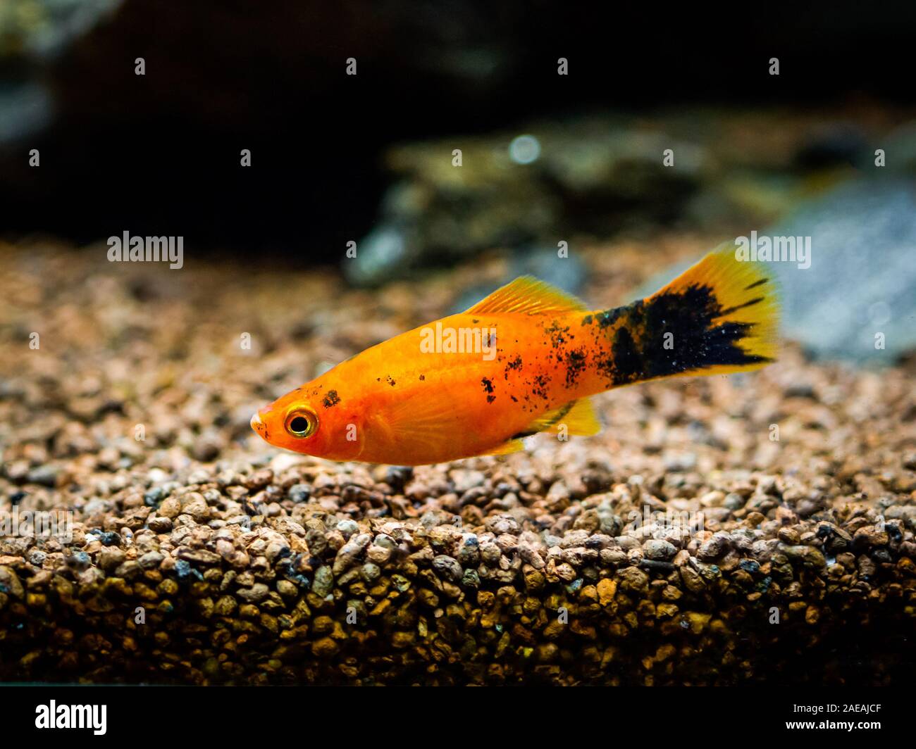 Red Wagtail Platy (Xiphophorus maculatus) in a fish tank Stock Photo