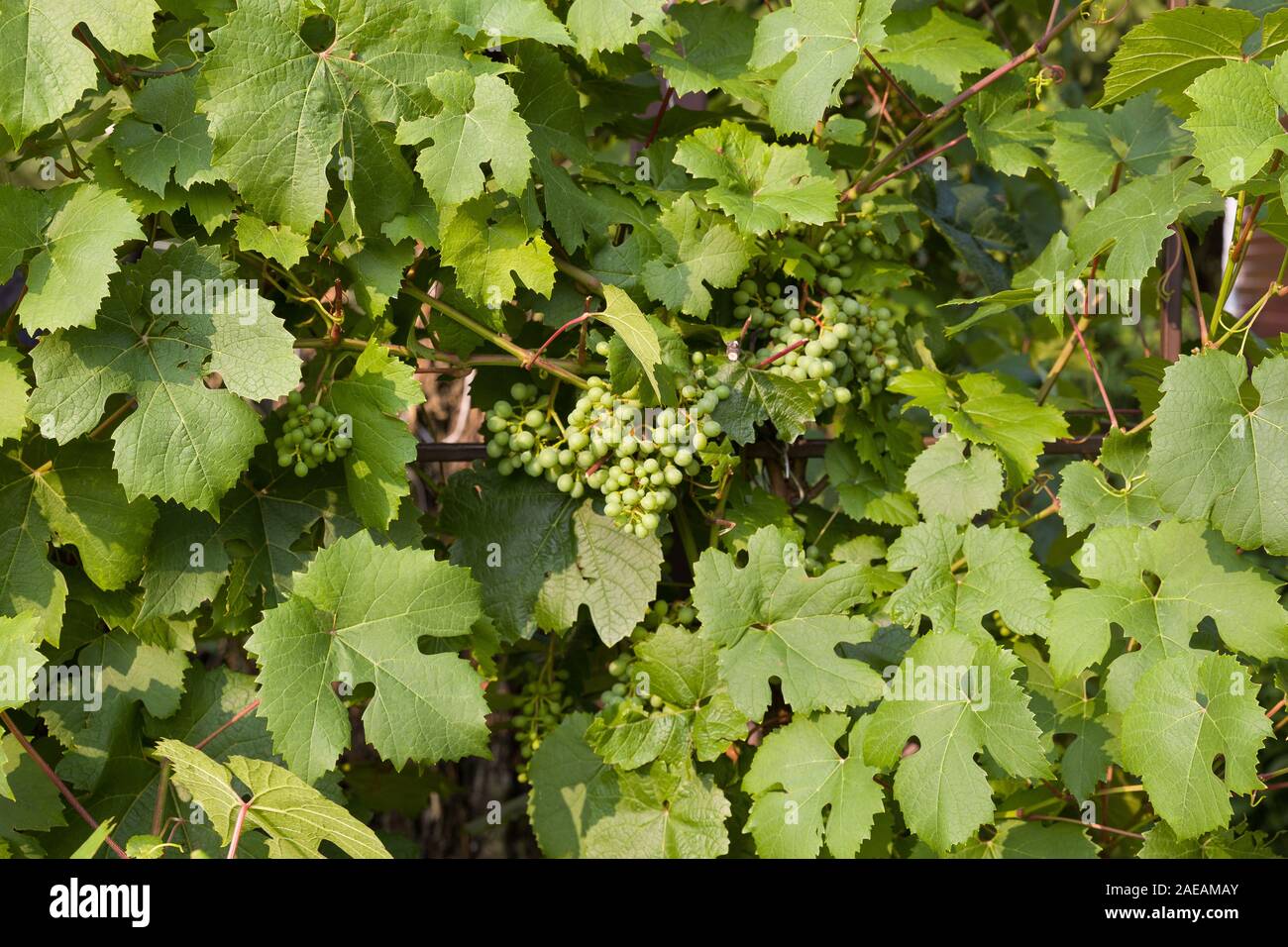 Green leaves of grape in nature background on sunny day Stock Photo - Alamy