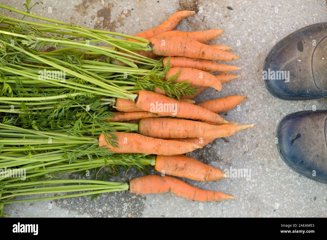 Top view on bunch of freshly picked organic carrots  and farmer's shoes on concrete background. Garden harvest. Healthy food concept. Stock Photo