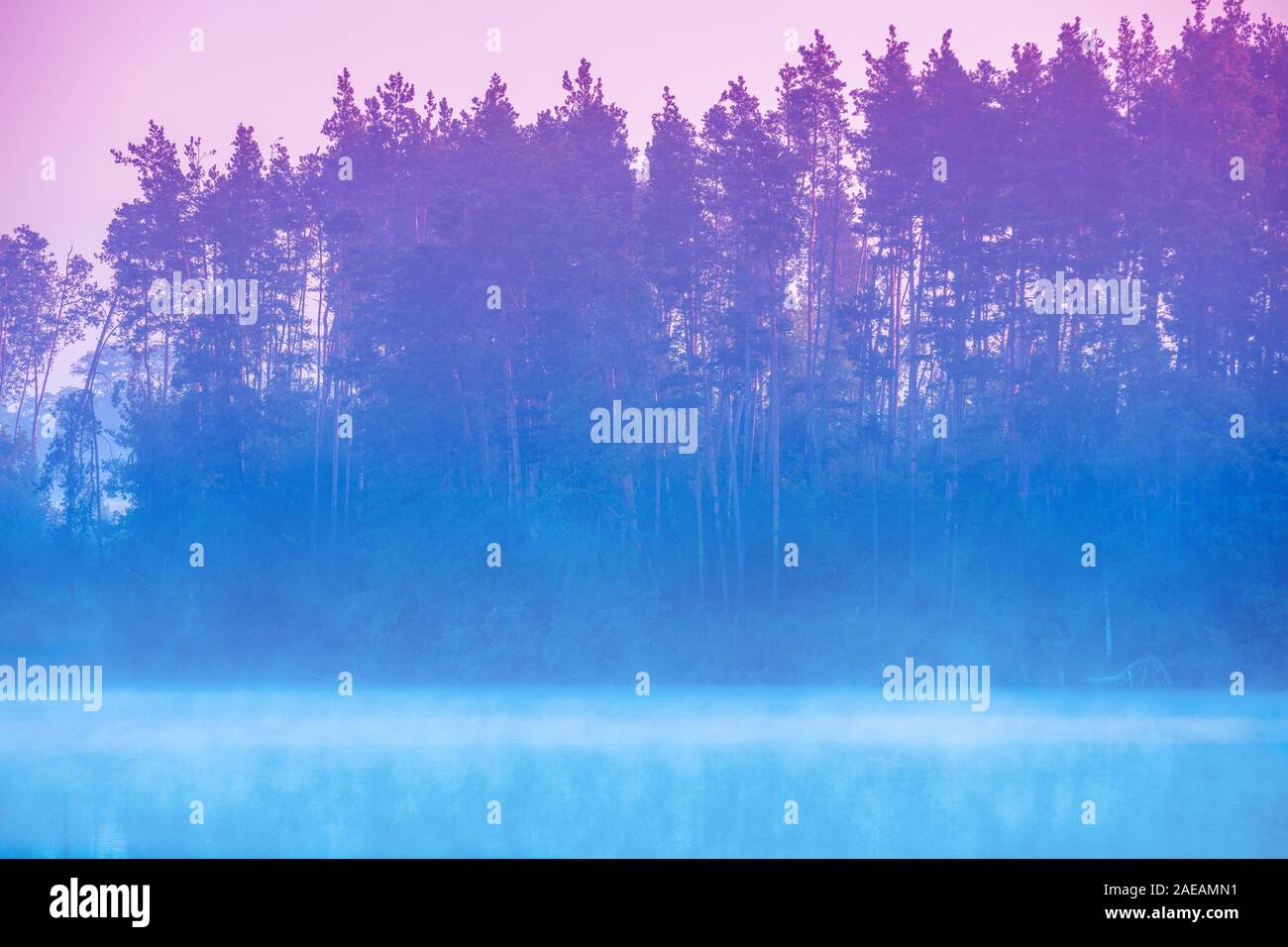 Magical sunrise over the lake. Pine trees on the lake. Tranquil lake in ...