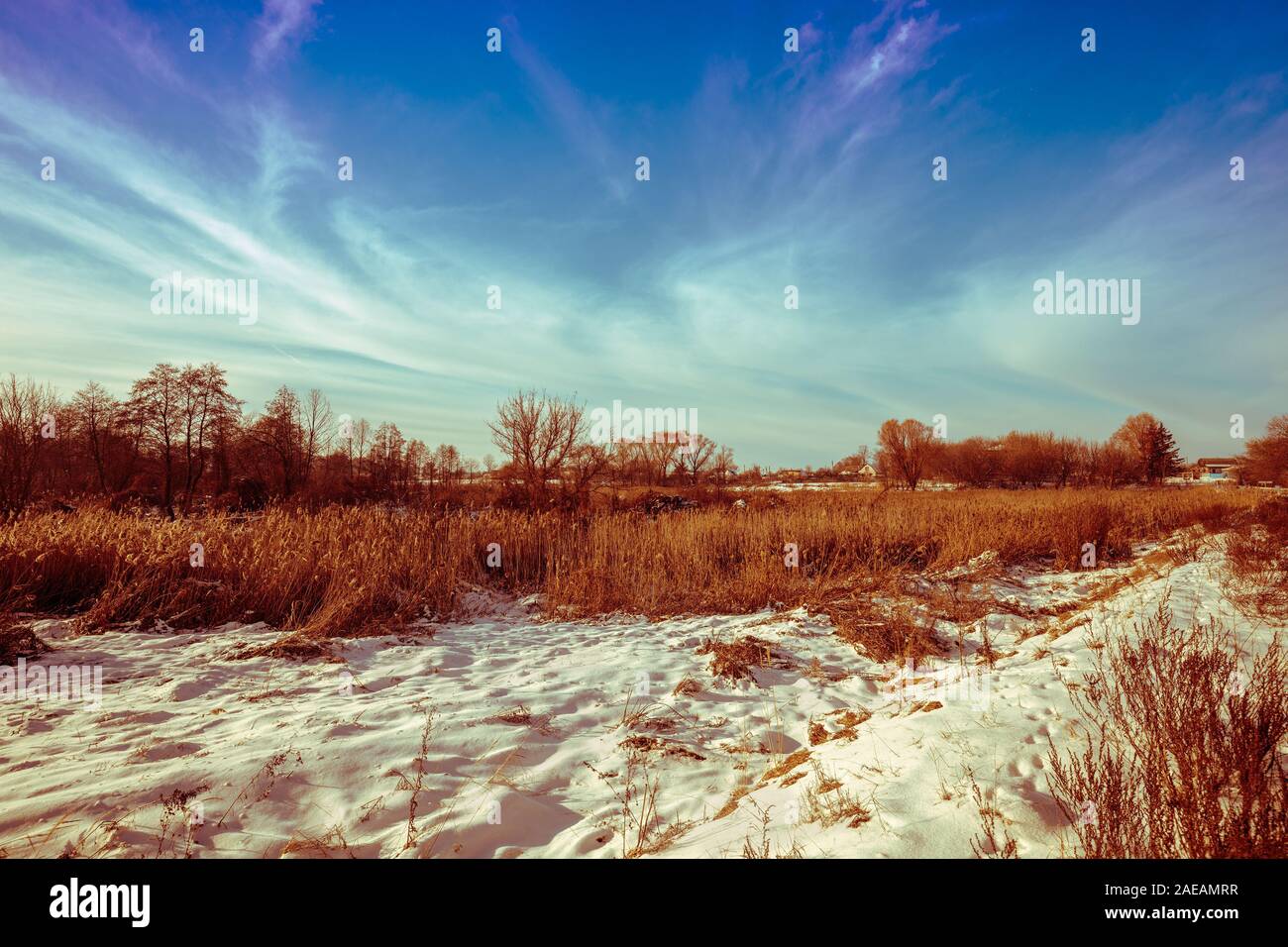 Winter rural landscape. Trees on the snowy field. Nature snowy landscape Stock Photo