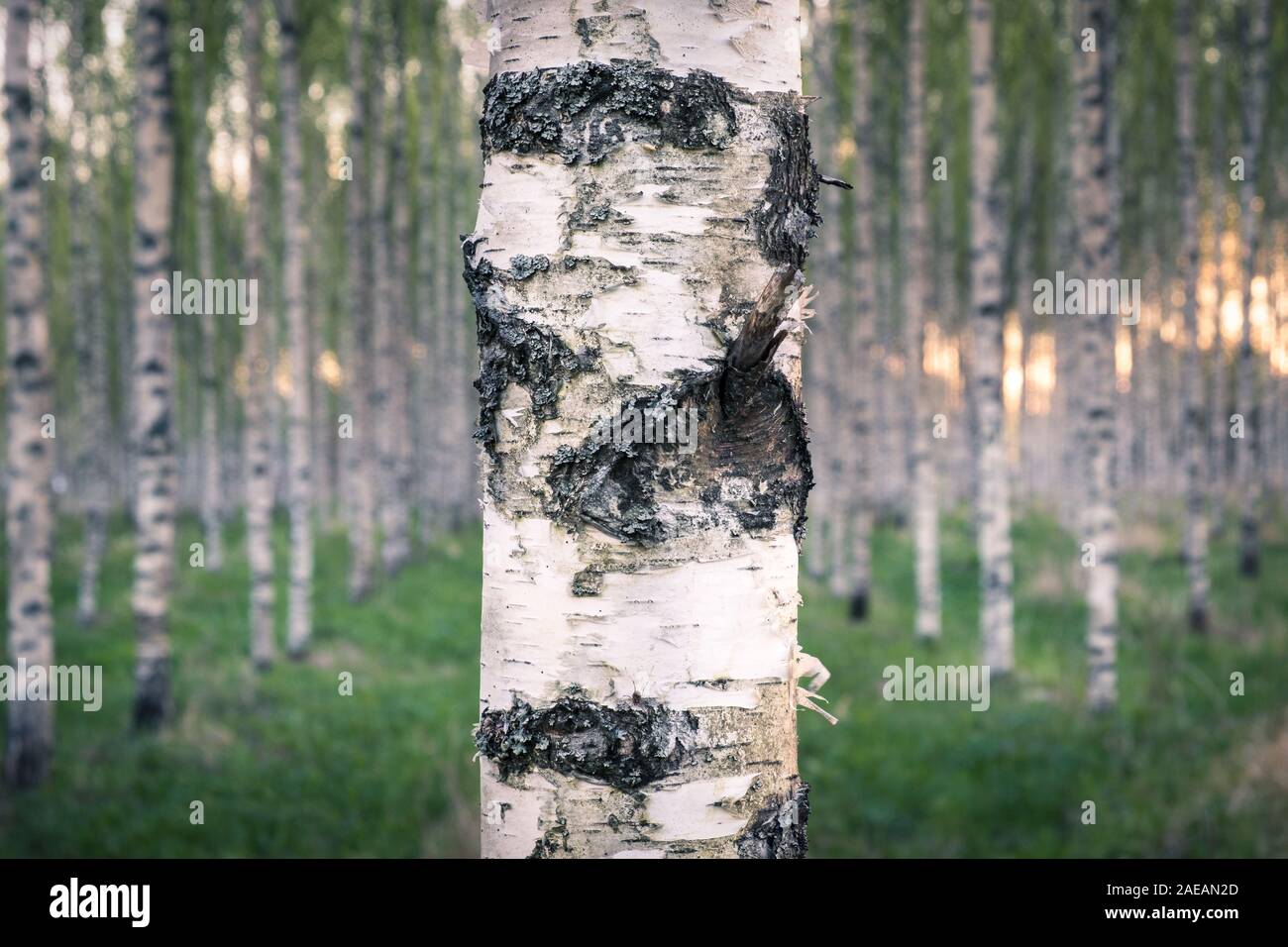 Beautiful birch forest with susnet mood at spring evening in Finland. Close up from birch bark. Stock Photo