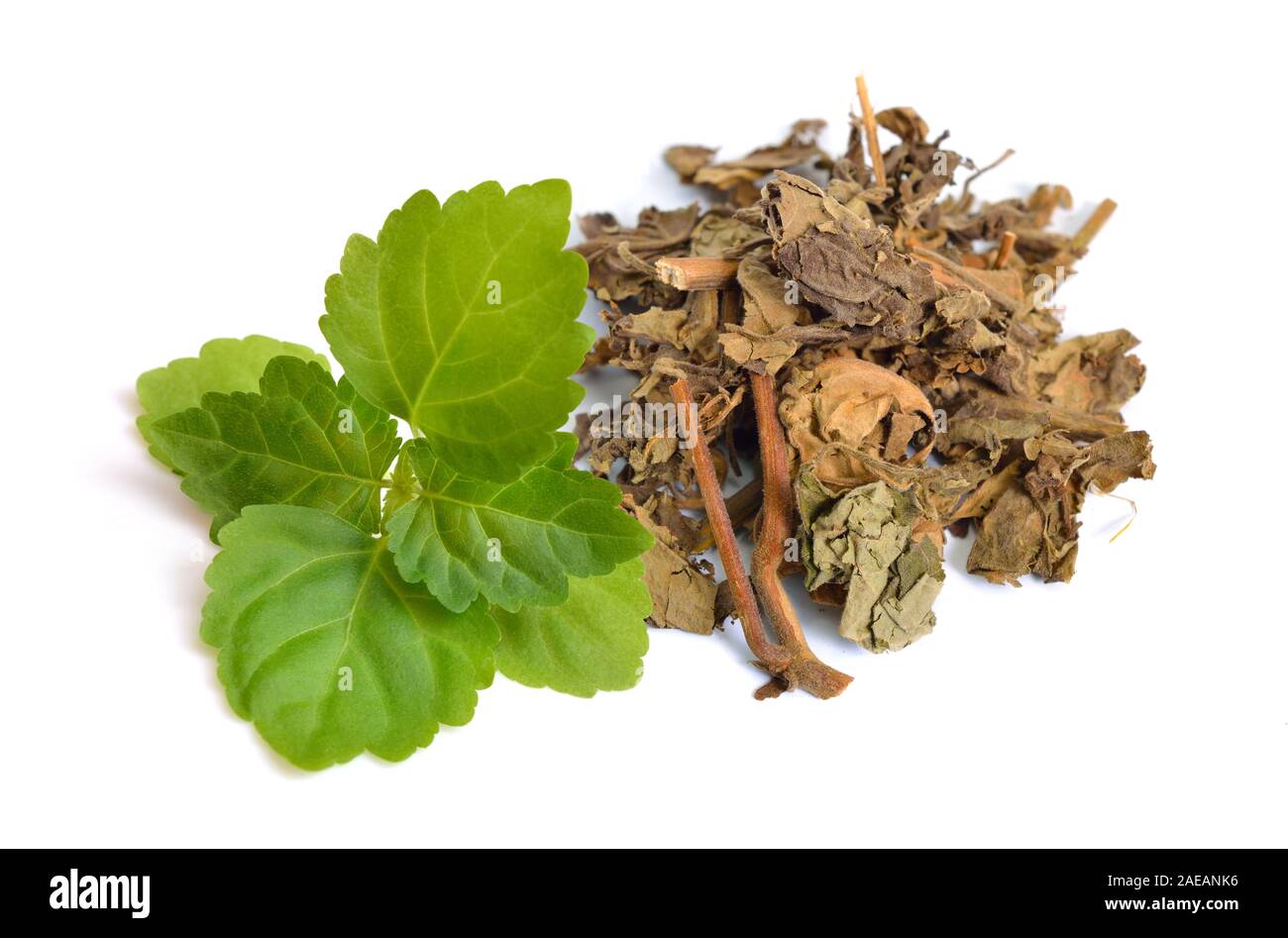 Green Sprout with Dried Pachouli plant. Isolated on white background Stock Photo
