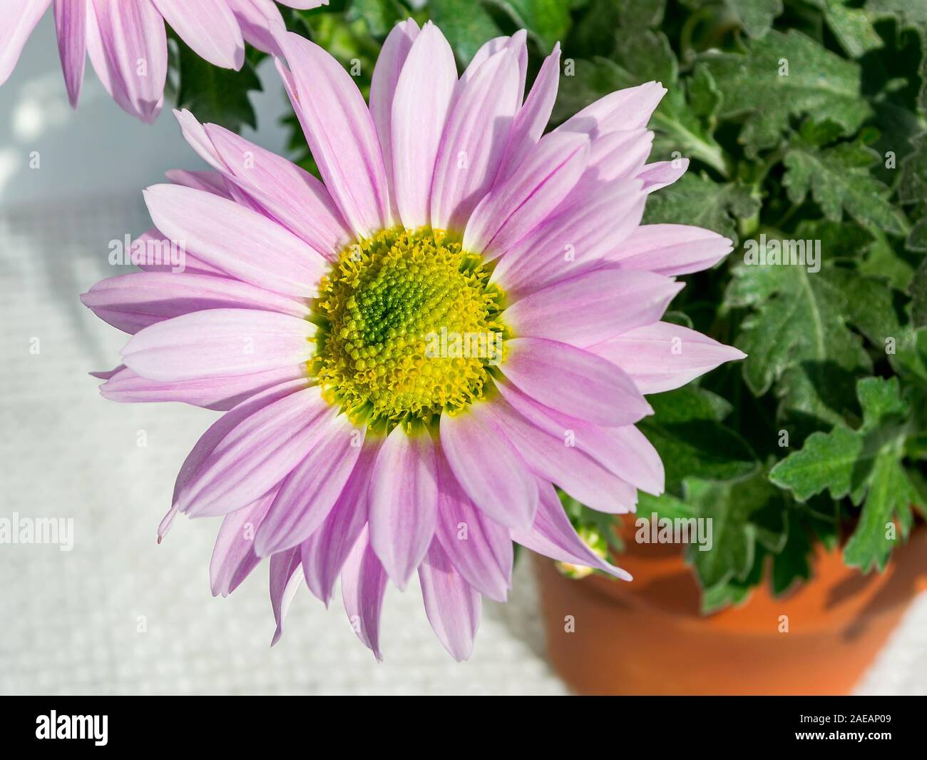 Chrysanthemum hybrid hi-res stock photography and images - Alamy